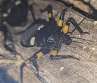 White Spotted Assassin Bug (Platsmeris Biguttatus)