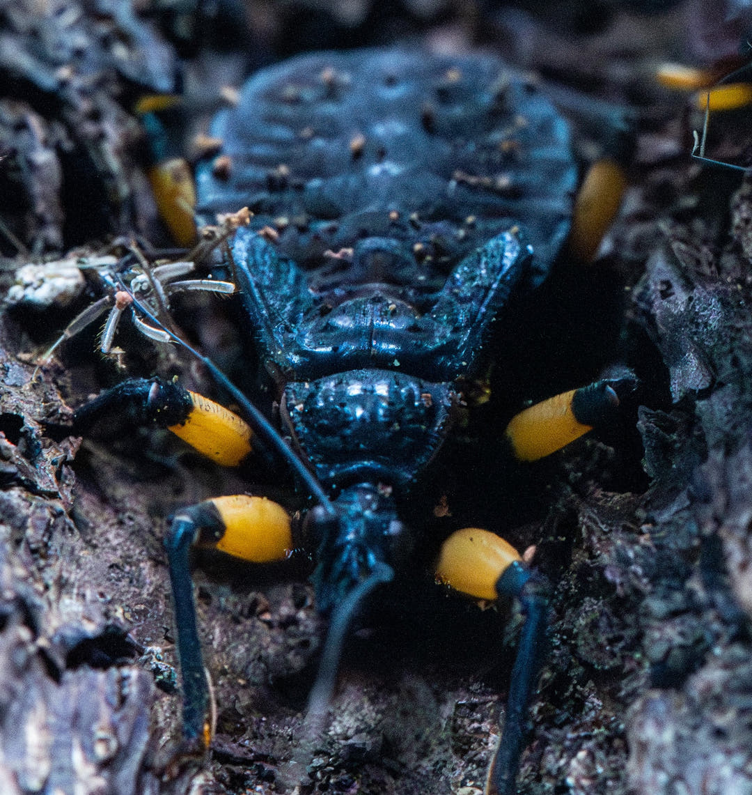 White Spotted Assassin Bug, around 3 to 4 cm as an adult