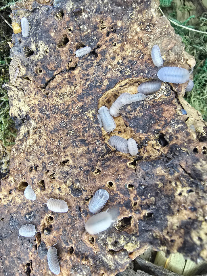 A dozen or so pale white-grey isopods scattered across a weathered, hole-riddled piece of wood, with green moss at the edges. Good sharp detail on the individual animals and a nice natural setting.