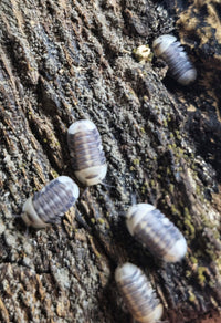 white ducky isopods for sale