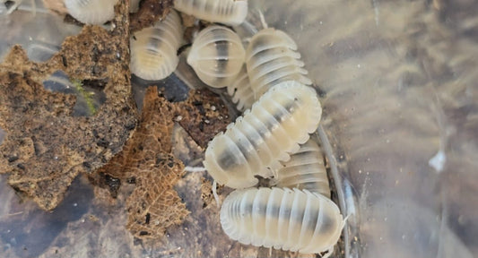 white panda king isopods