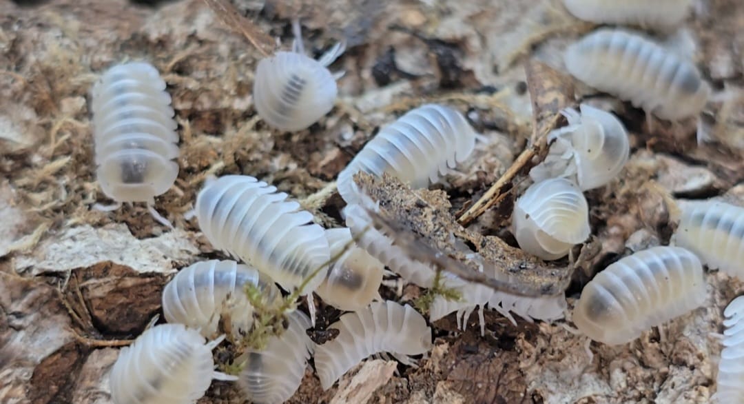 white panda king isopods