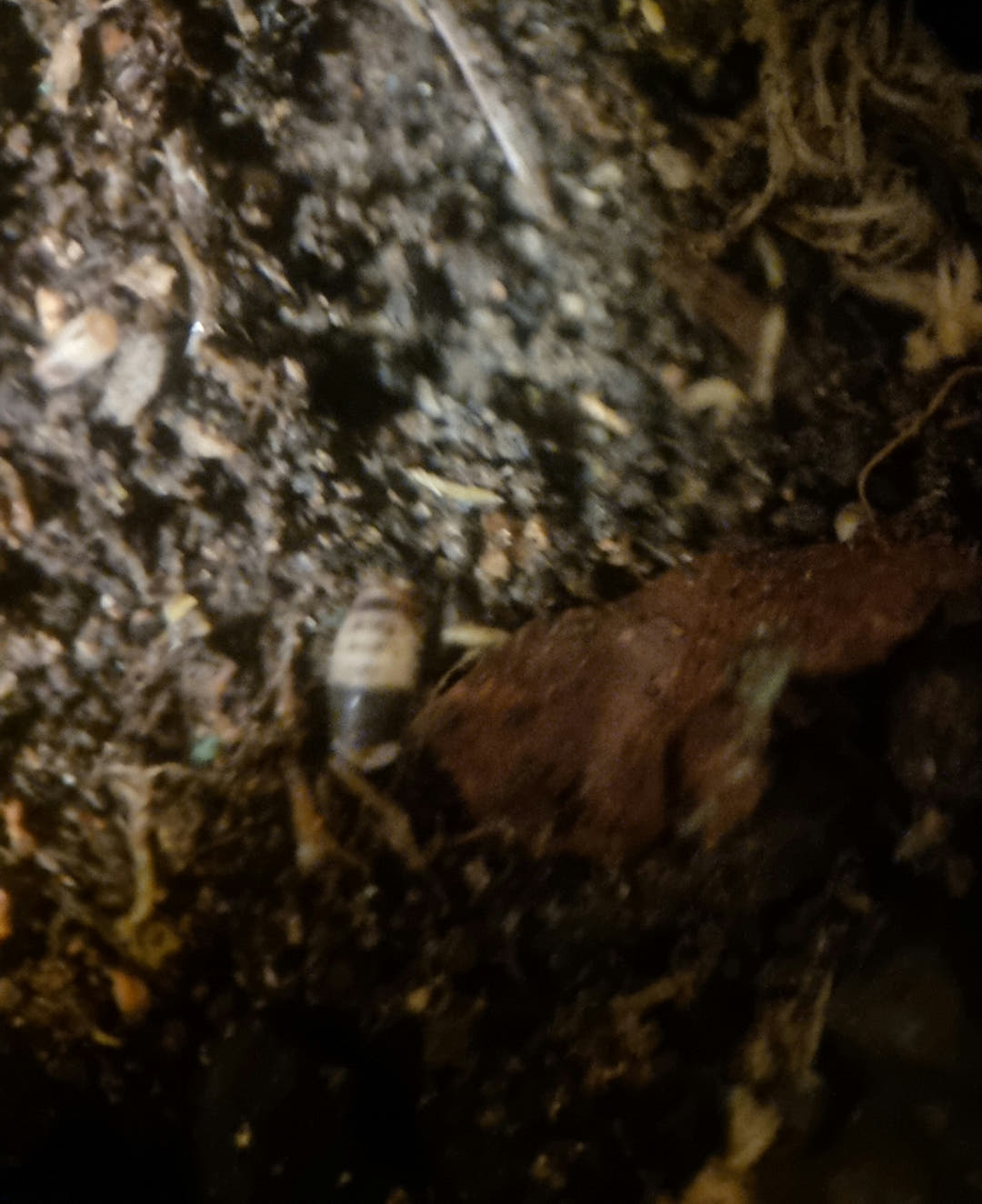 white shark isopods