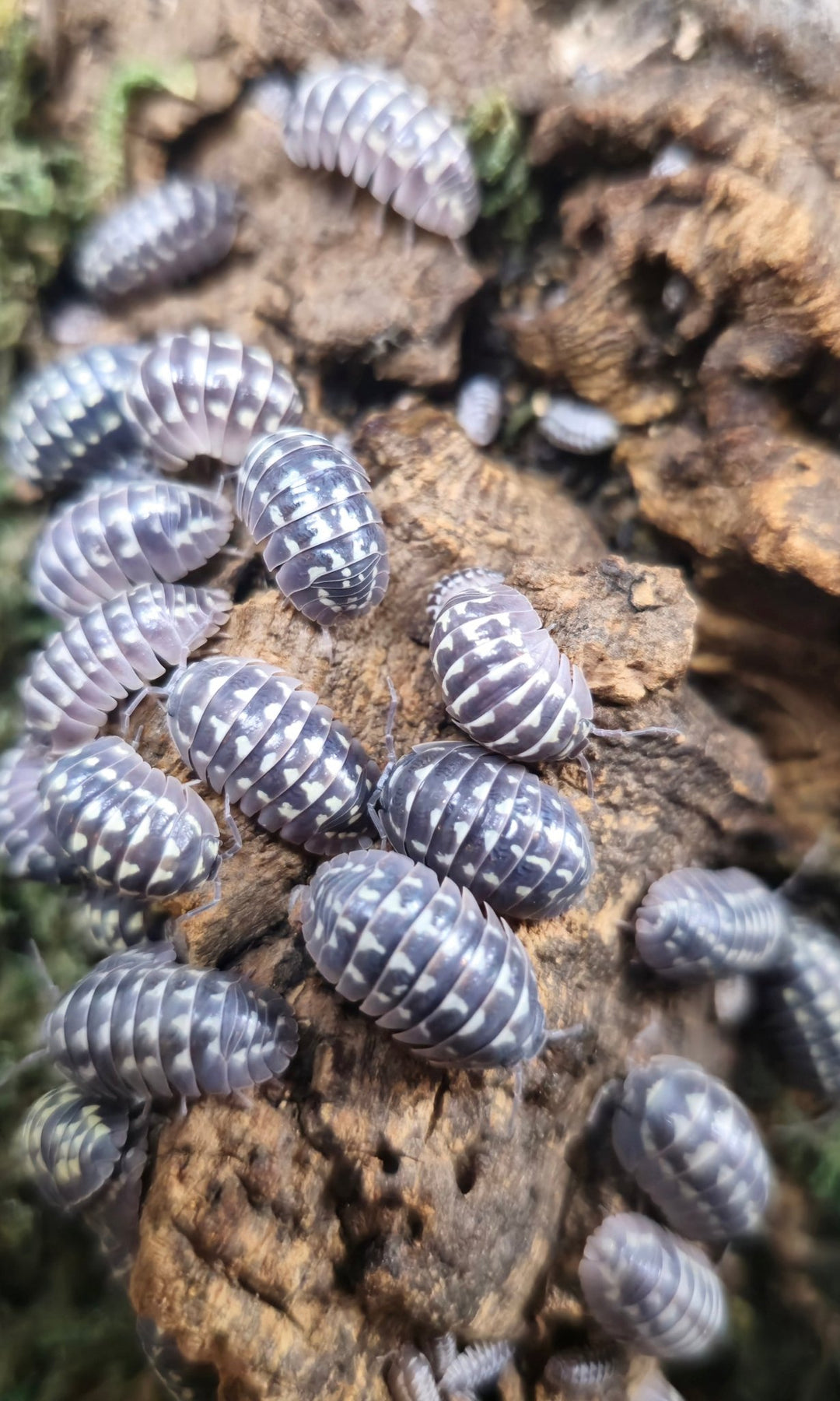 A dozen White Gestroi Zinger isopods on cork bark, lilac-grey shells with crisp white blotches, plus tiny juveniles behind.