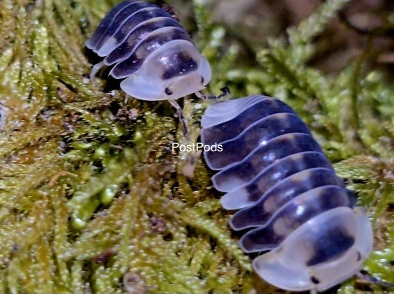 white ducky isopods