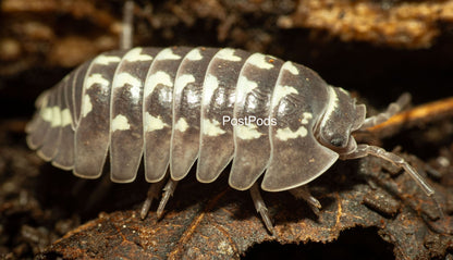 white gestroi isopod