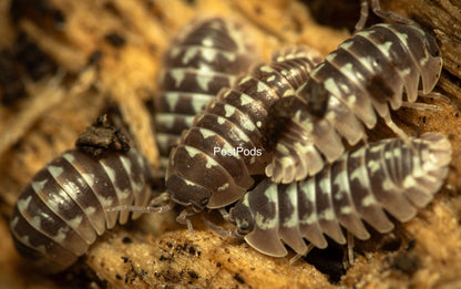 white gestroi isopods