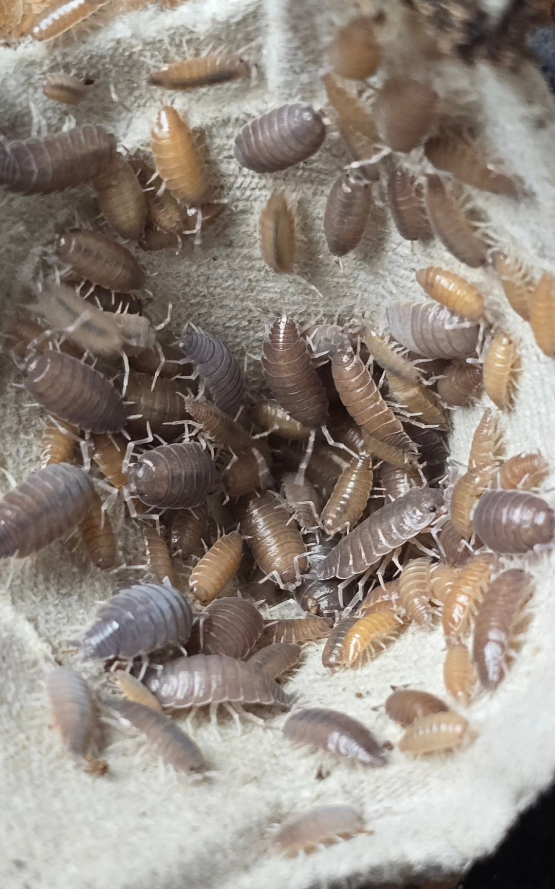 Wild Type Guadeloupe Powdered isopods (Porcellionides Pruinosus)