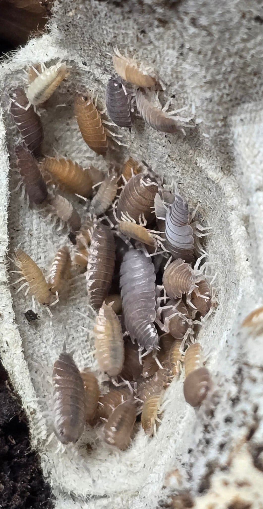 Wild Type powdered isopods in grey and tan sitting in a dip of cream fibrous matting.