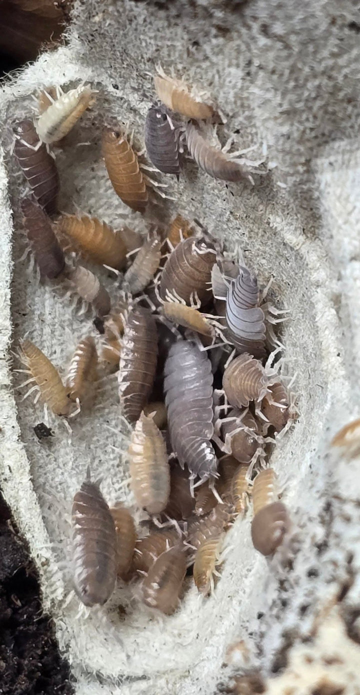 Wild Type Guadeloupe Powdered isopods (Porcellionides Pruinosus) - Isopods For Sale UK I PostPods