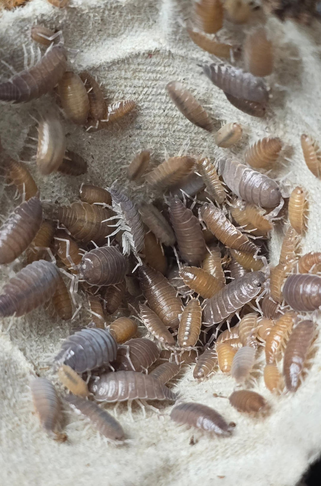 Many powdered isopods in tan, orange and grey packed together on cream fibrous matting.