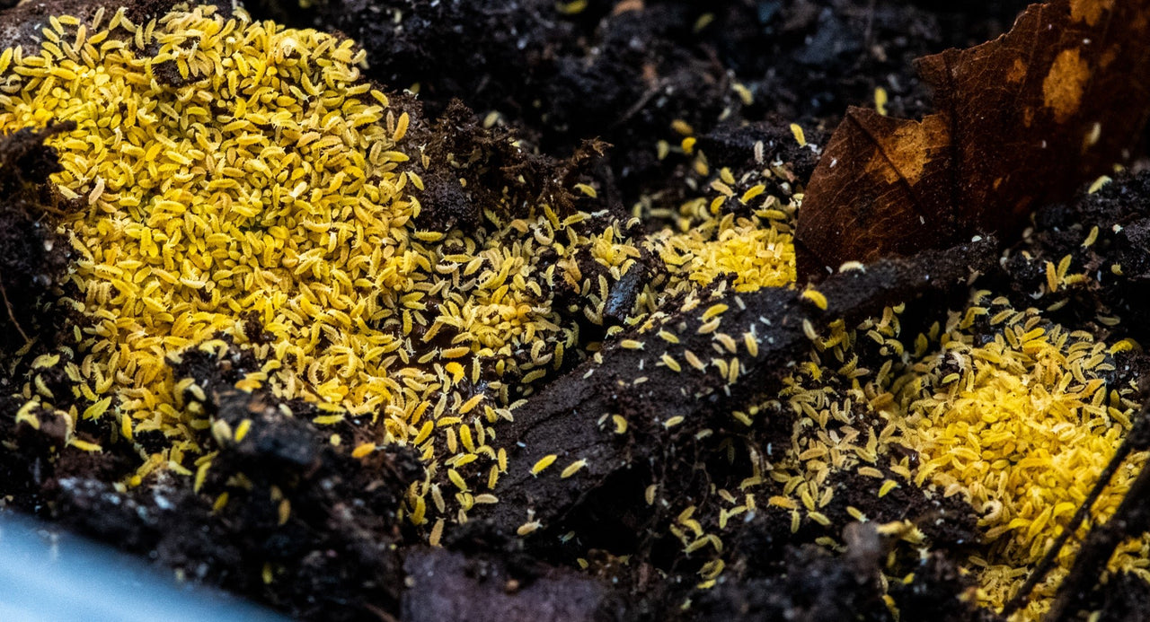 Yellow springtails (albino) Ceratophysella Sp