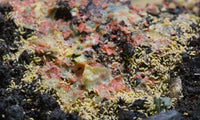 Yellow springtails (albino) Ceratophysella Sp