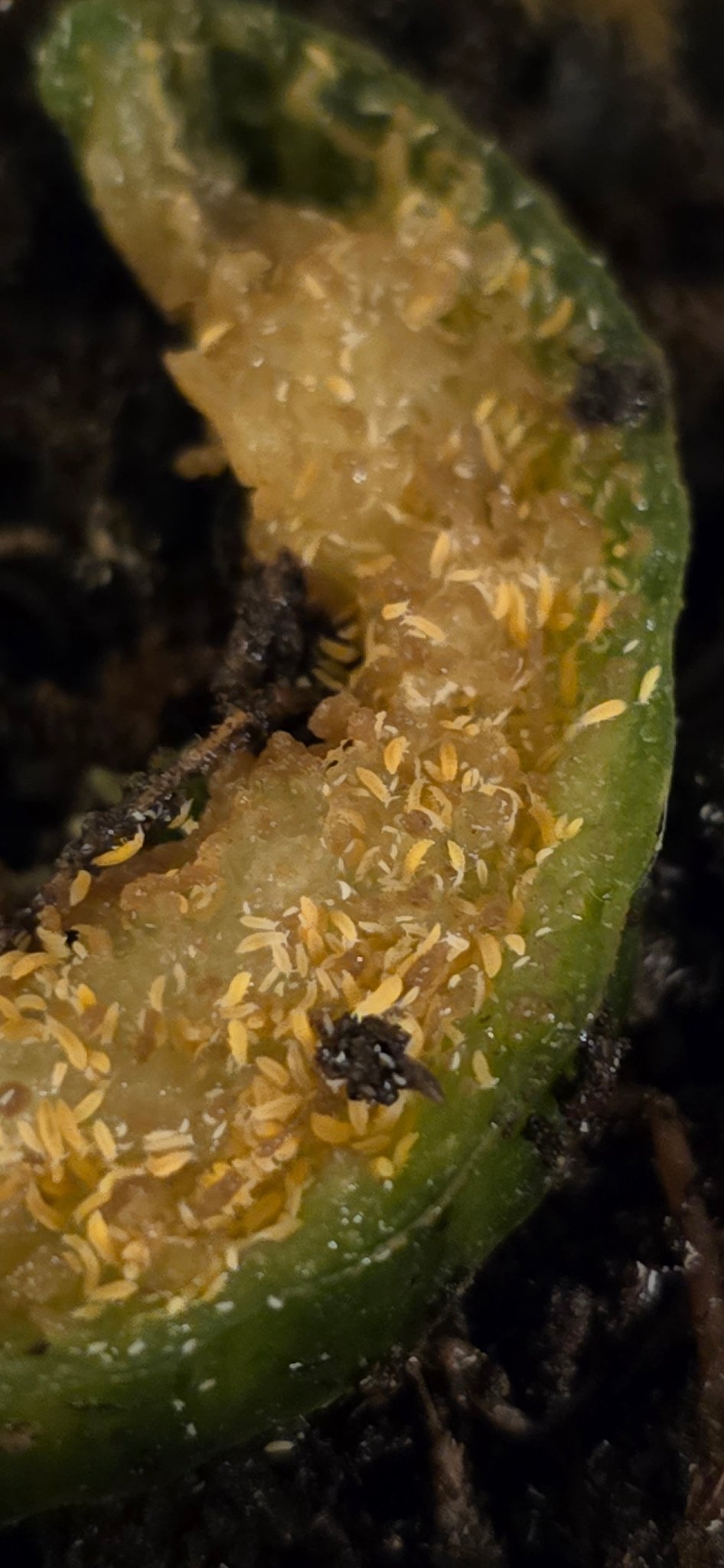 Yellow springtails (albino) Ceratophysella Sp - Isopods For Sale UK I PostPods
