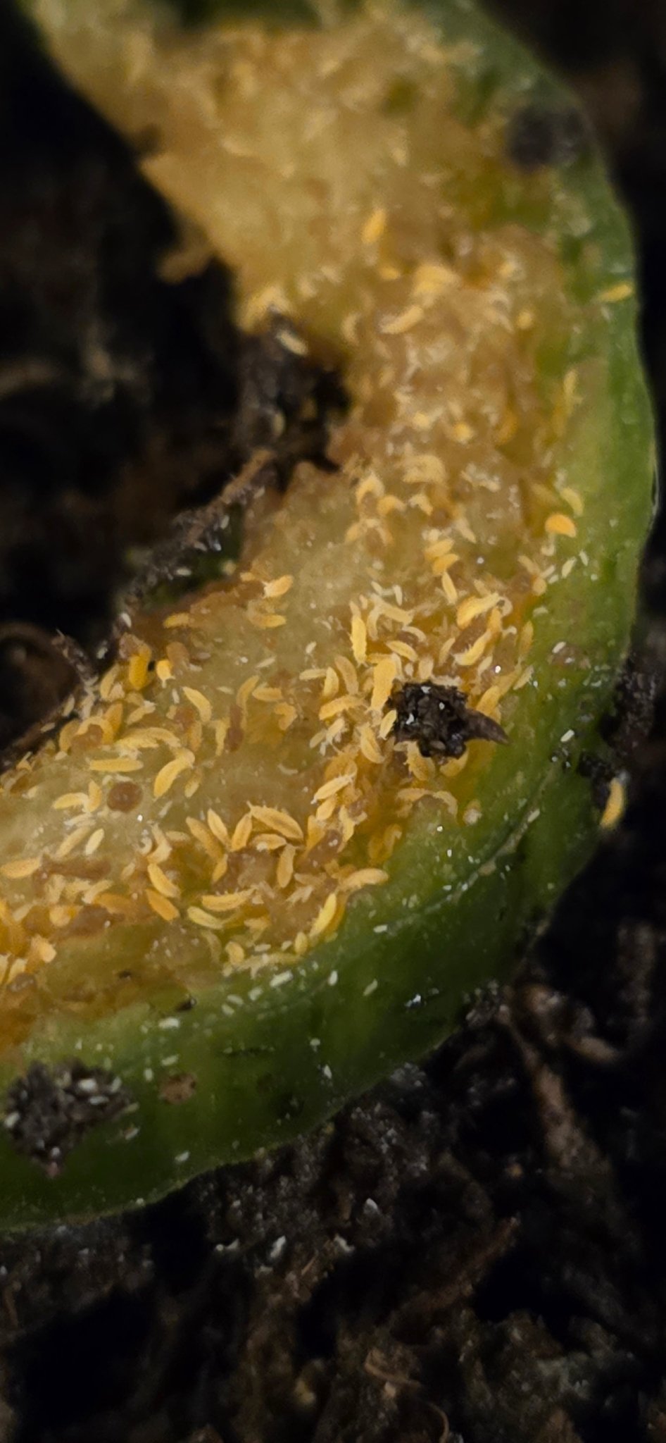 Yellow springtails (albino) Ceratophysella Sp - Isopods For Sale UK I PostPods