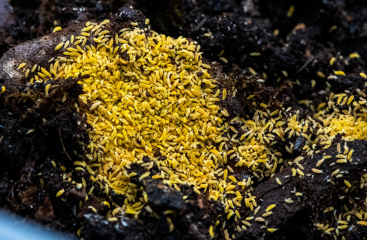 Yellow springtails (albino) Ceratophysella Sp