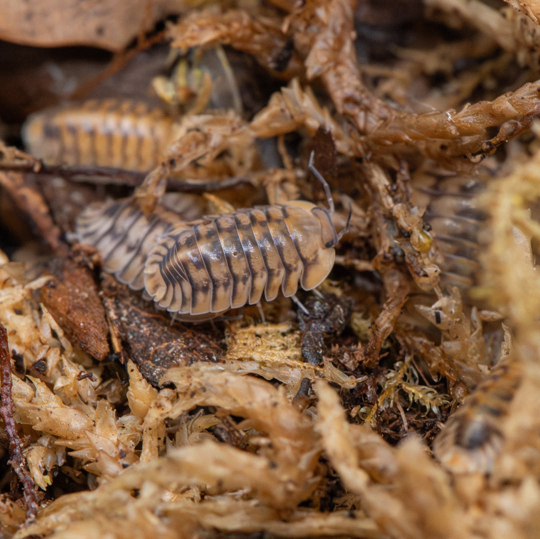 Yellow Tiger Isopods (Cubaris sp.)