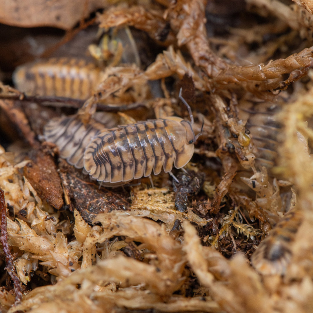 Yellow Tiger Isopods (Cubaris sp.)
