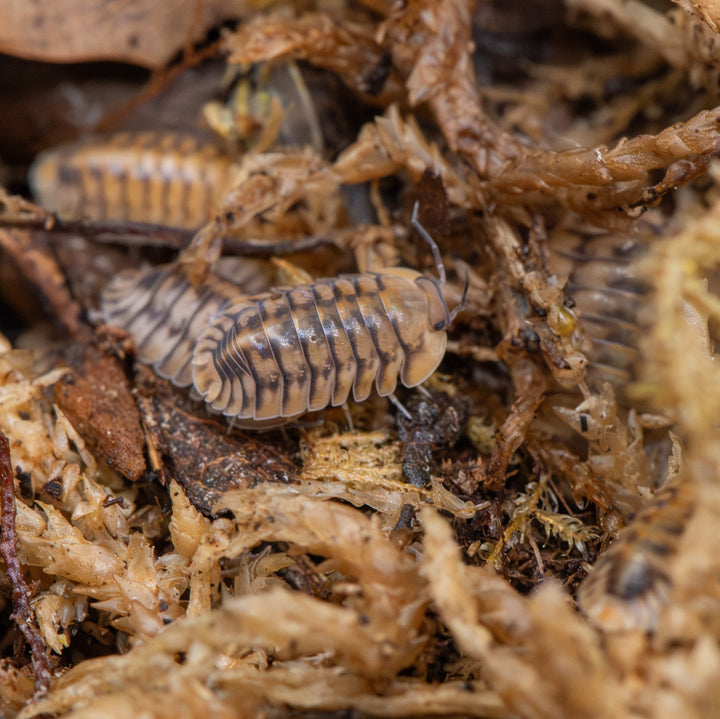 Yellow Tiger Isopods (Cubaris sp.)