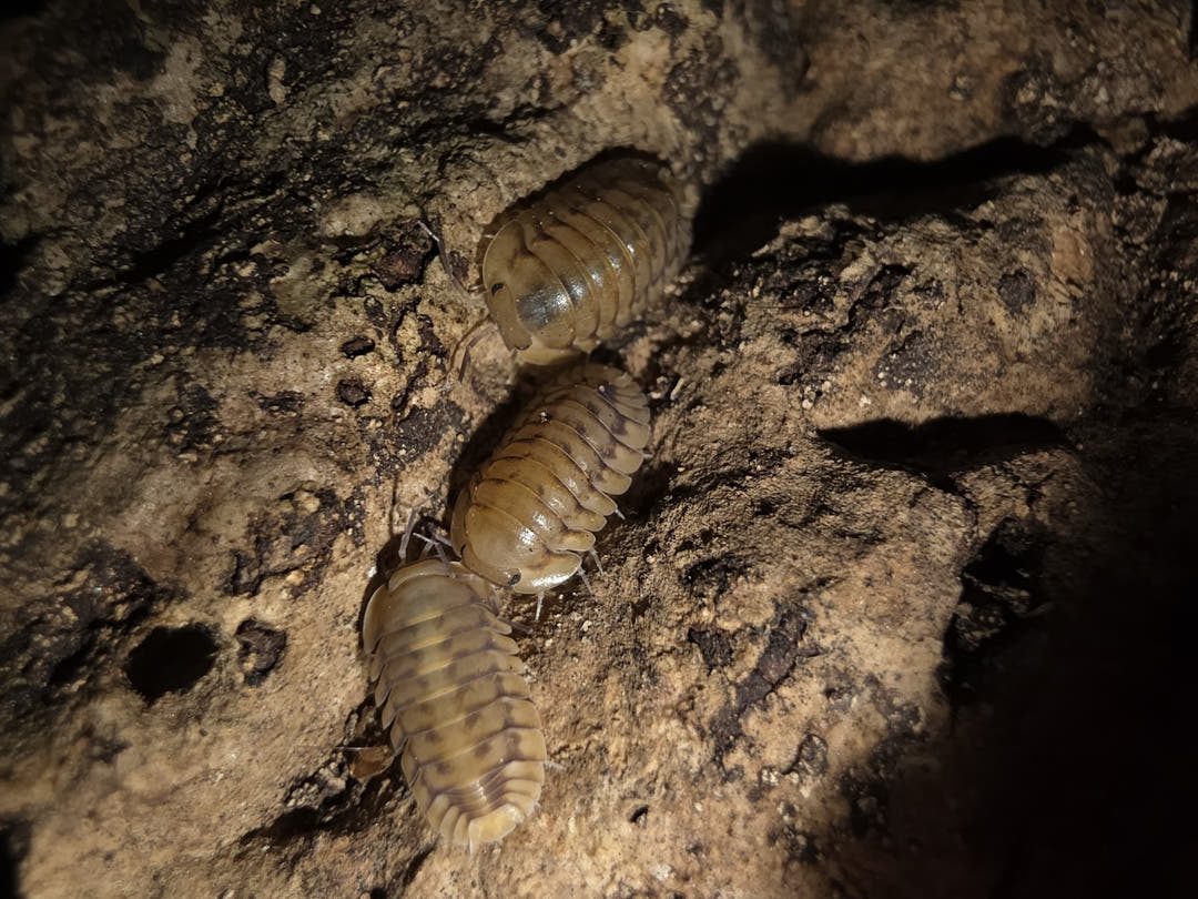Yellow Tiger Isopods (Cubaris sp.)