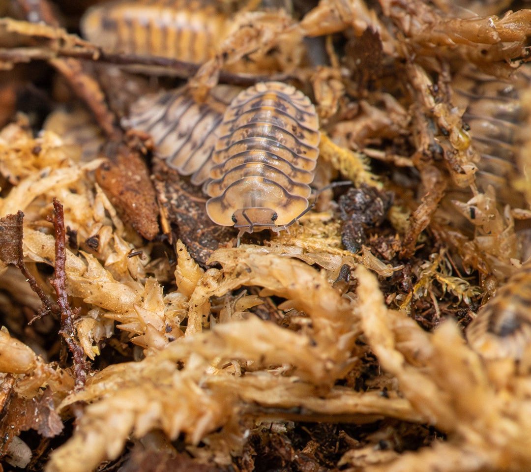 Yellow Tiger Isopods (Cubaris sp.)