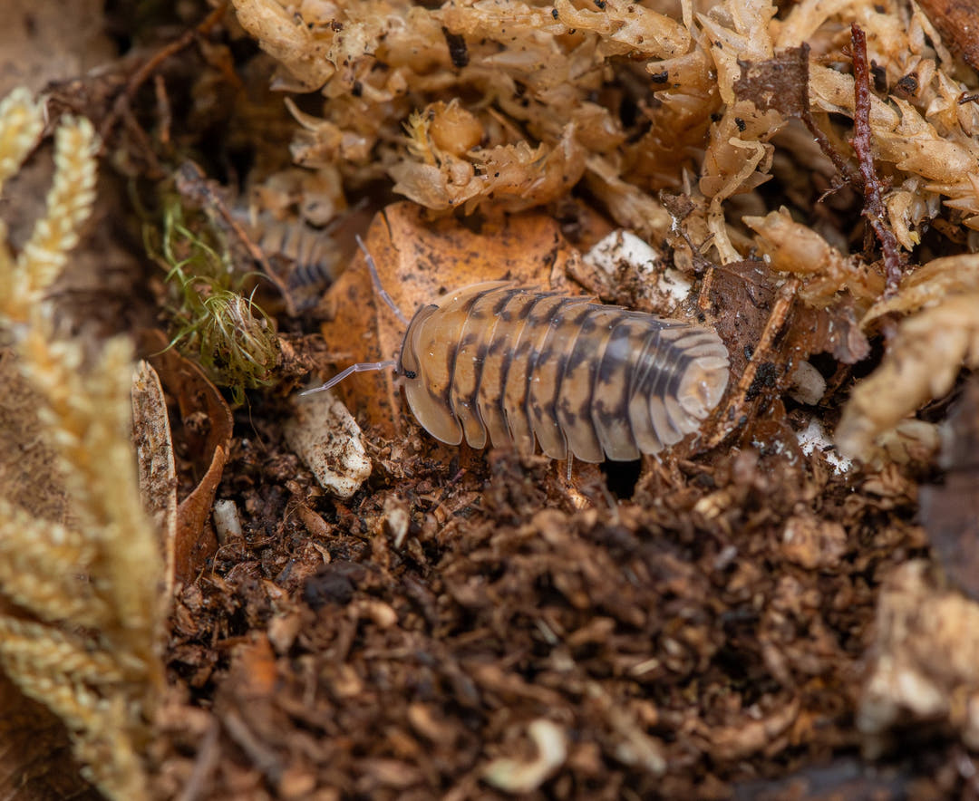 Yellow Tiger Isopods (Cubaris sp.)
