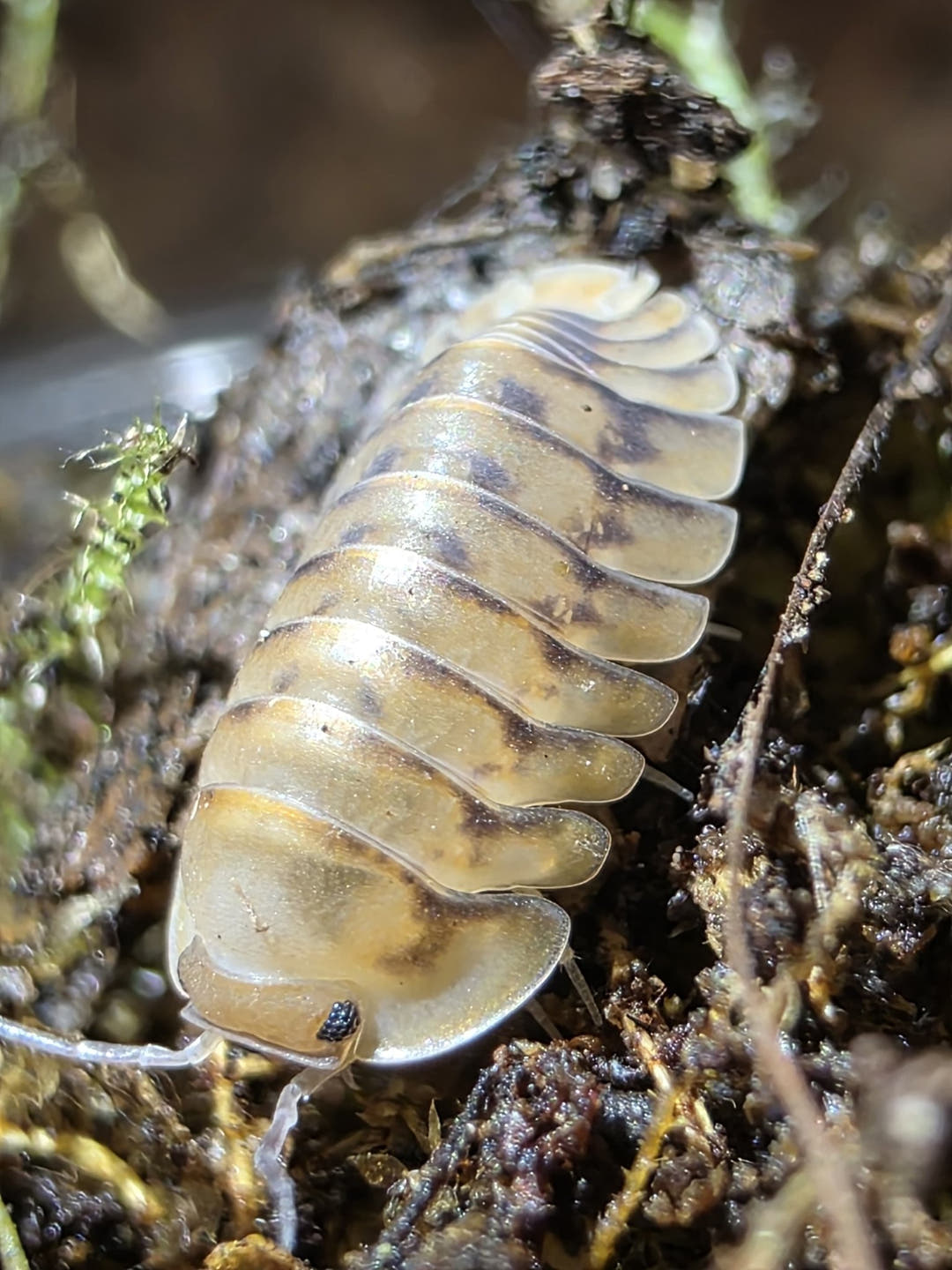 Yellow Tiger Isopods (Cubaris sp.)