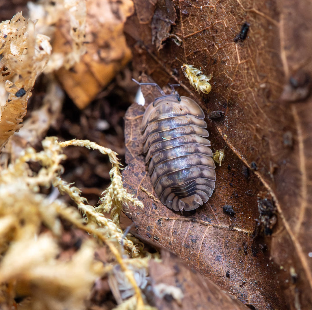 Yellow Tiger Isopods (Cubaris sp.)