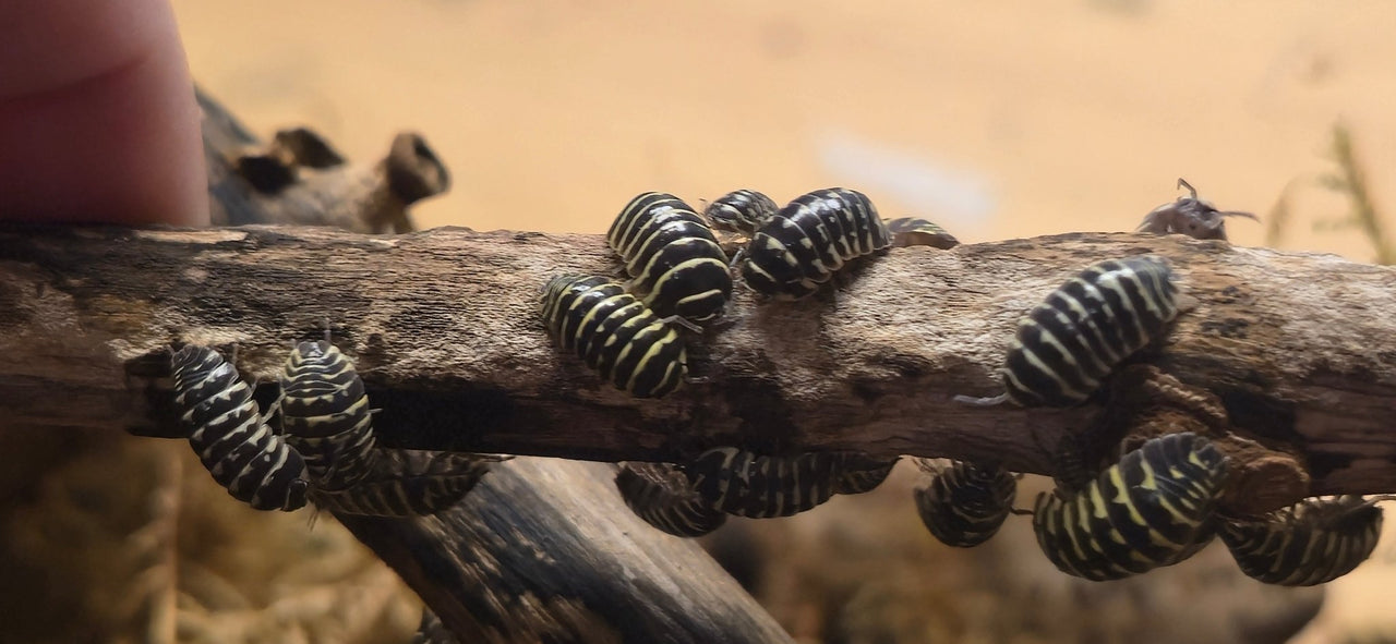 Yellow Zebra Isopods (Armadillidium Maculatum)