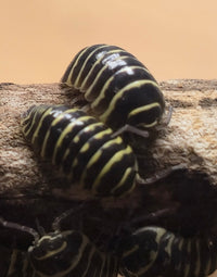Yellow Zebra Isopods (Armadillidium Maculatum)