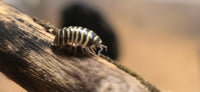 Yellow Zebra Isopods (Armadillidium Maculatum)