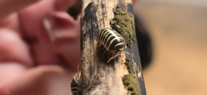 Yellow Zebra Isopods (Armadillidium Maculatum)