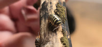 Yellow Zebra Isopods (Armadillidium Maculatum)