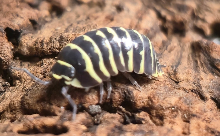 Yellow Zebra Isopods (Armadillidium Maculatum)
