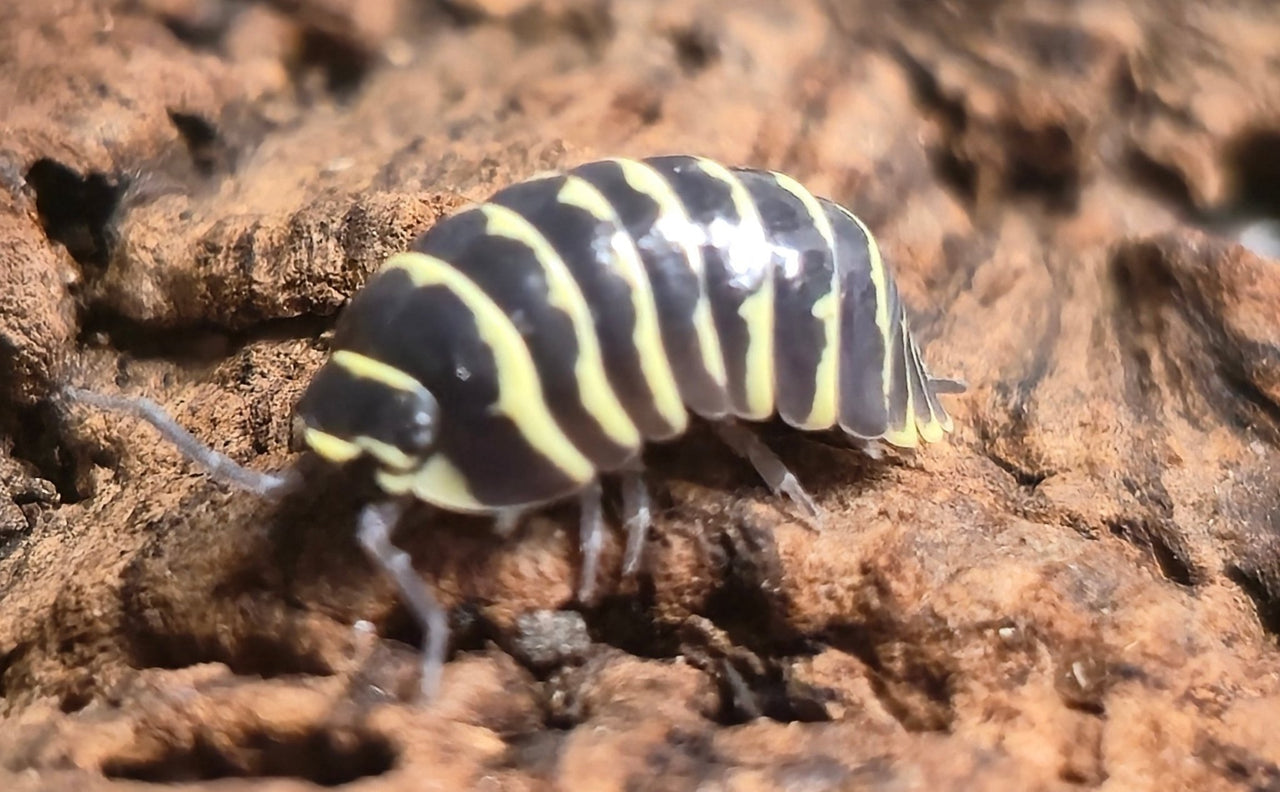 Yellow Zebra Isopods (Armadillidium Maculatum)