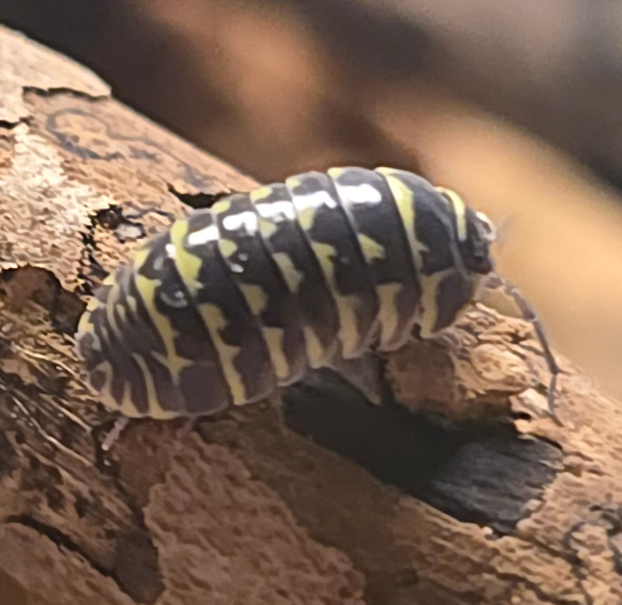Yellow Zebra Isopods (Armadillidium Maculatum)