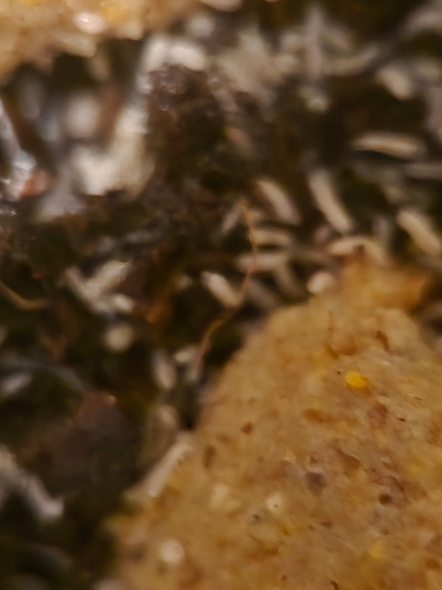 yellow springtails