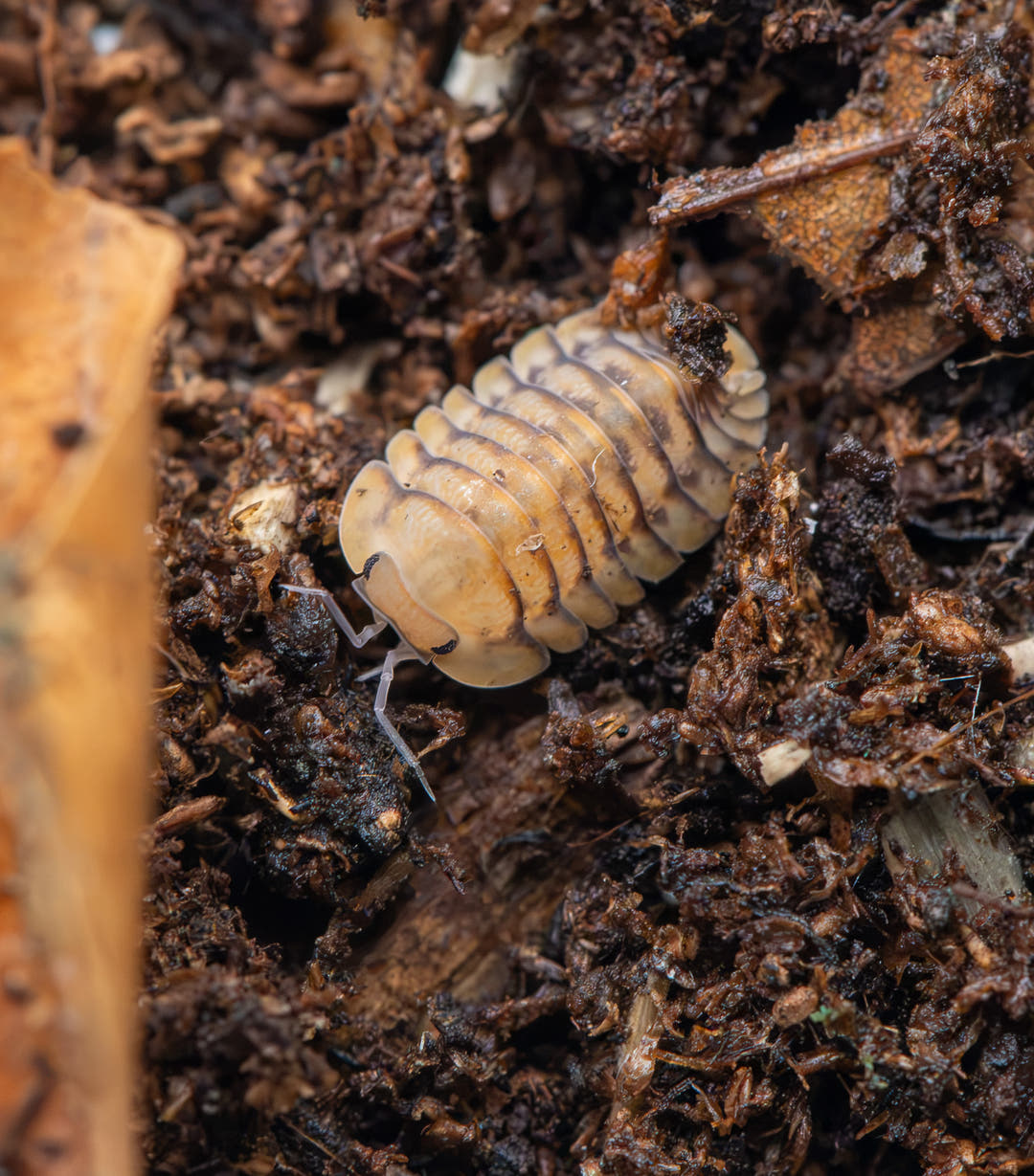 Multicolored isopod on a dark, textured surface