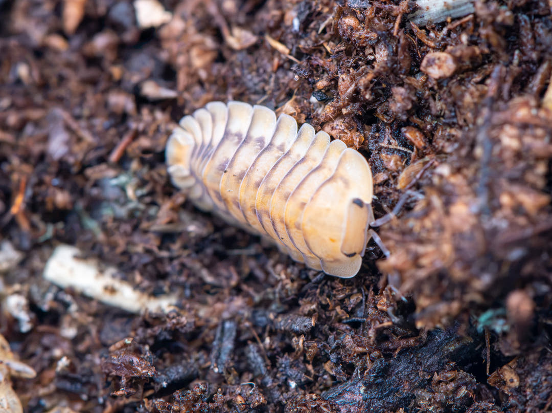 yellow tiger isopod