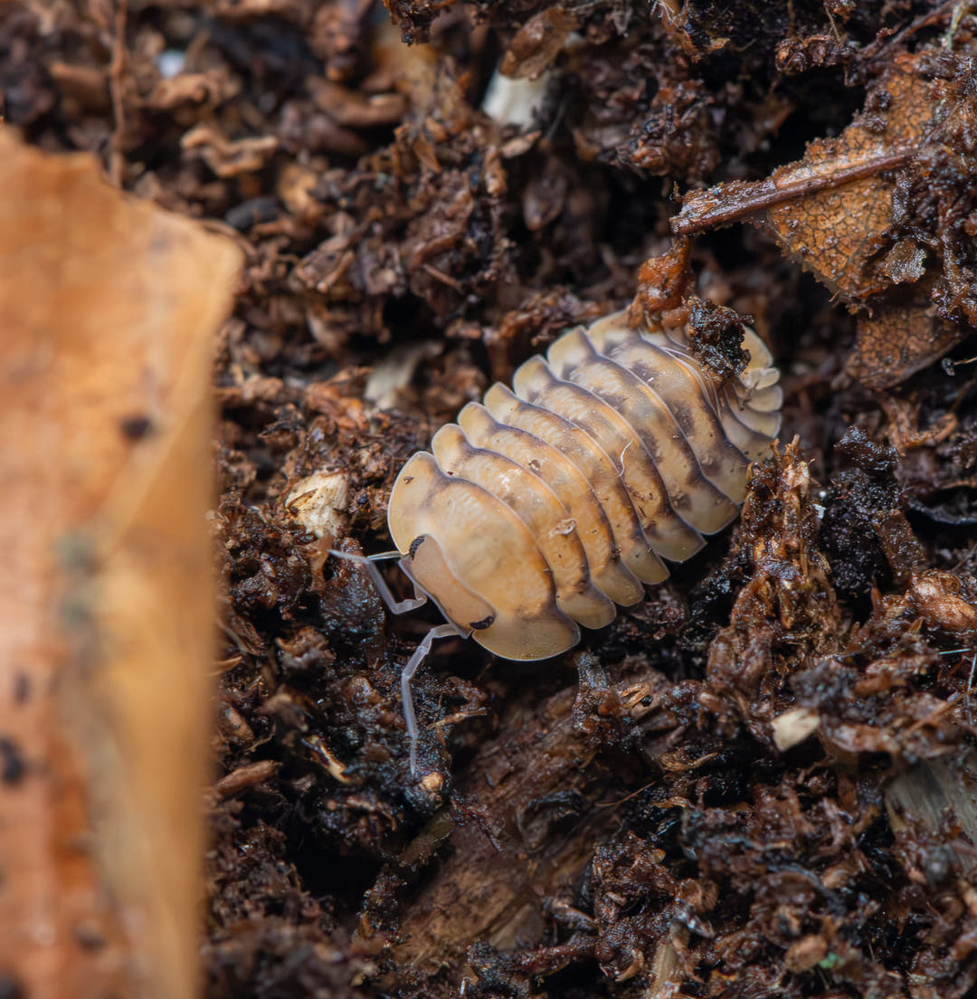 Isopod on a leaf and soil background