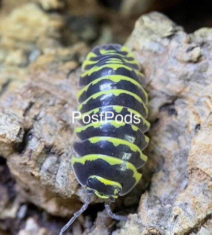 yellow zebra isopod