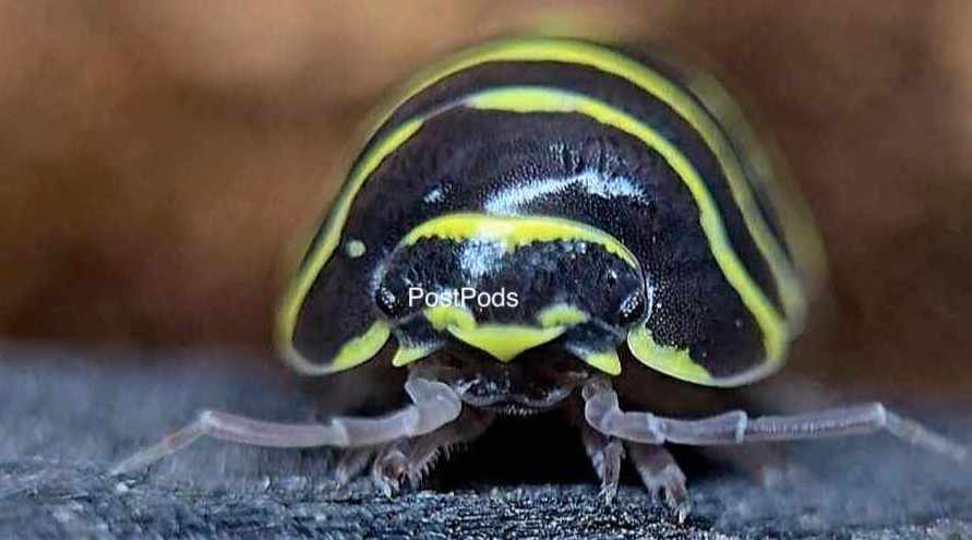 yellow zebra isopod