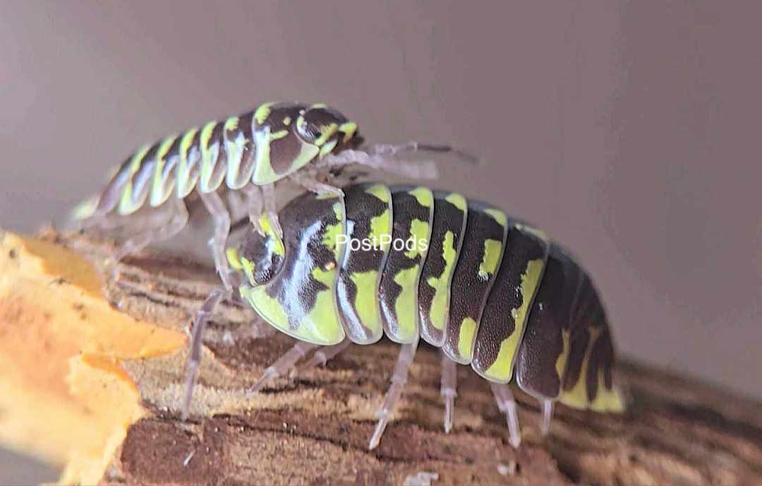 Postpods | Yellow Zebra Isopods (Armadillidium Maculatum) | Captive ...