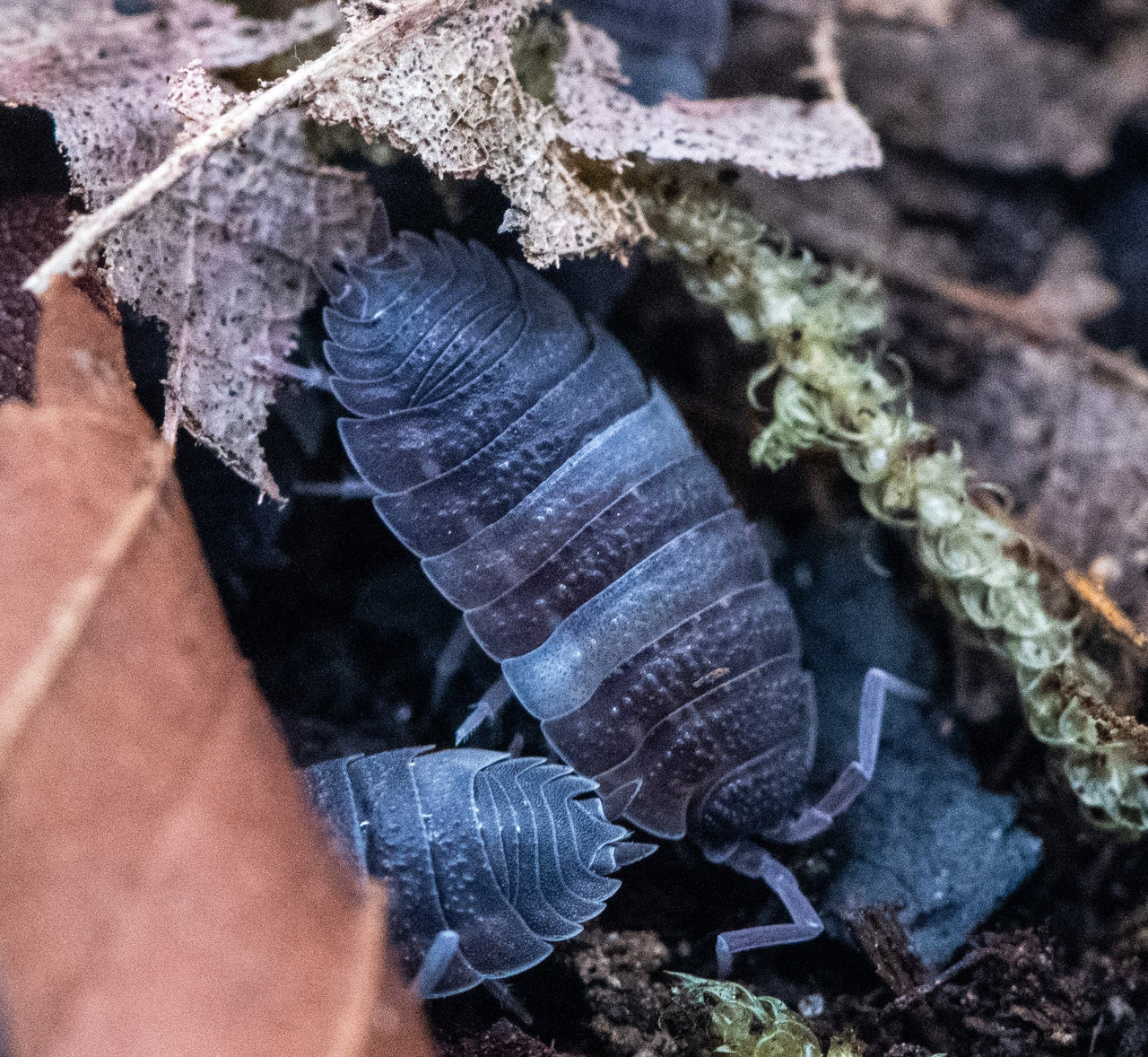 Ying Yang Isopods (Porcellio Scaber)
