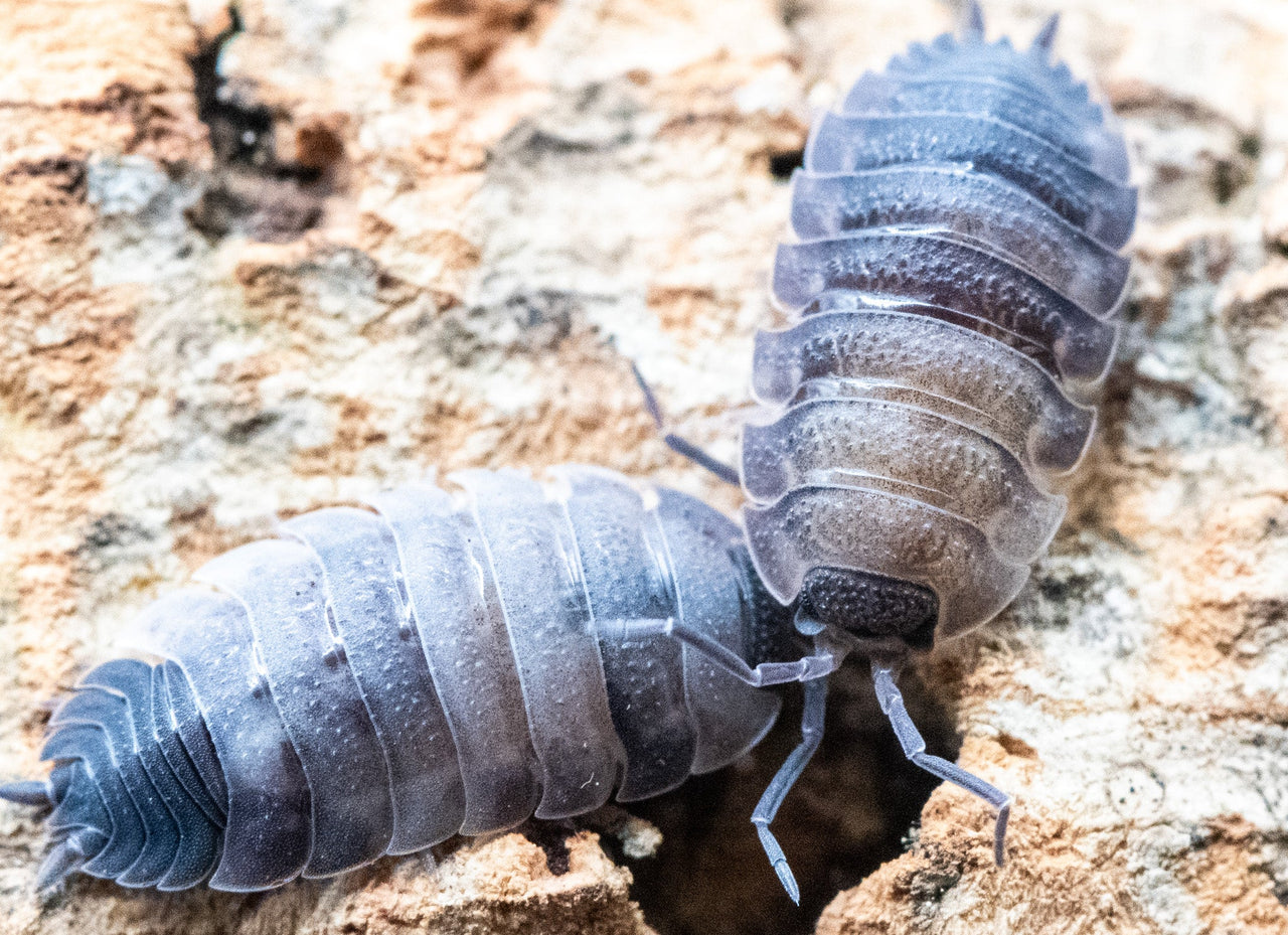 Ying Yang Isopods (Porcellio Scaber)