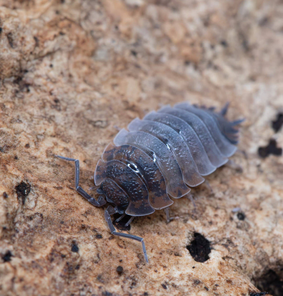 Ying Yang Isopods (Porcellio Scaber)