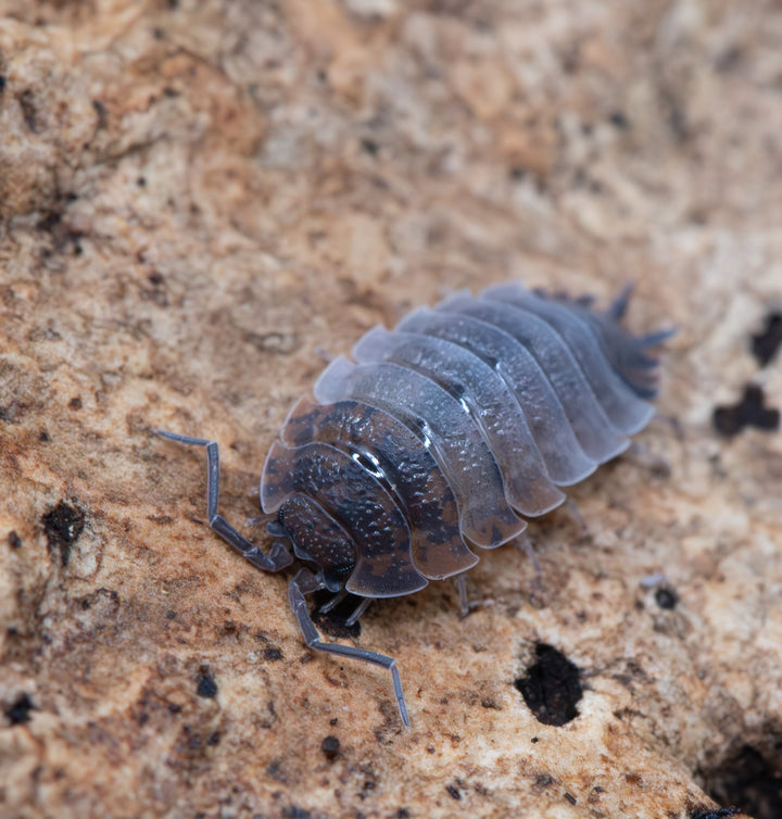 Ying Yang Isopods (Porcellio Scaber)