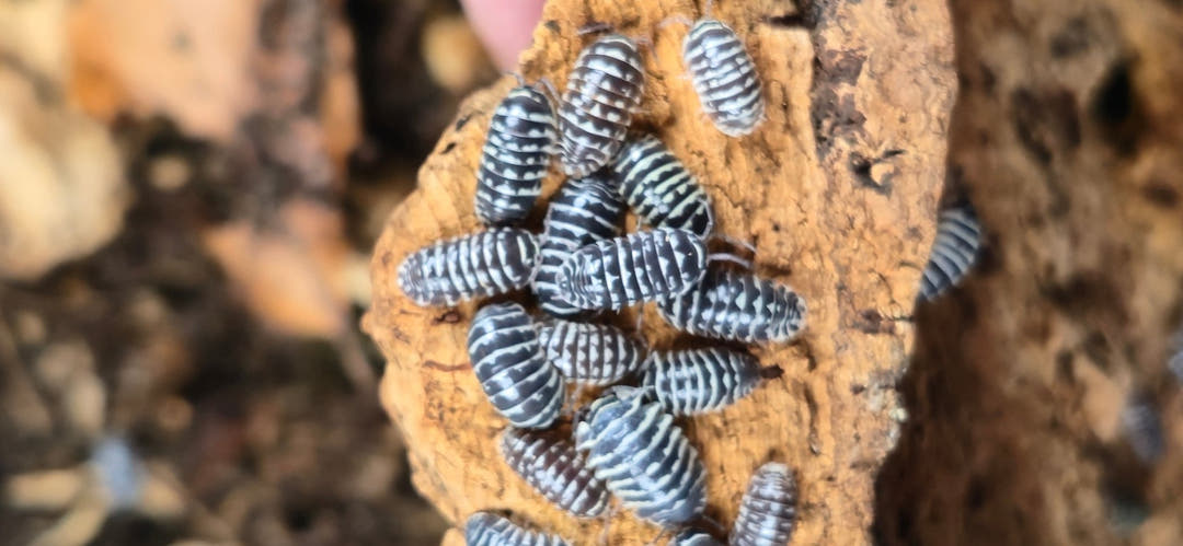 Zebra Isopods (Armadillidium Maculatum)
