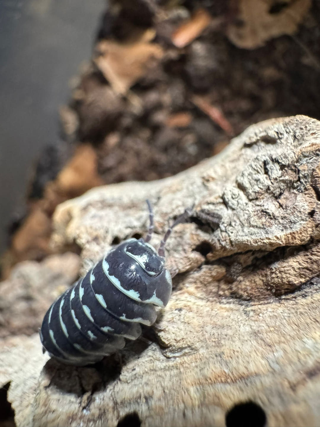 Zebra Isopods (Armadillidium Maculatum)
