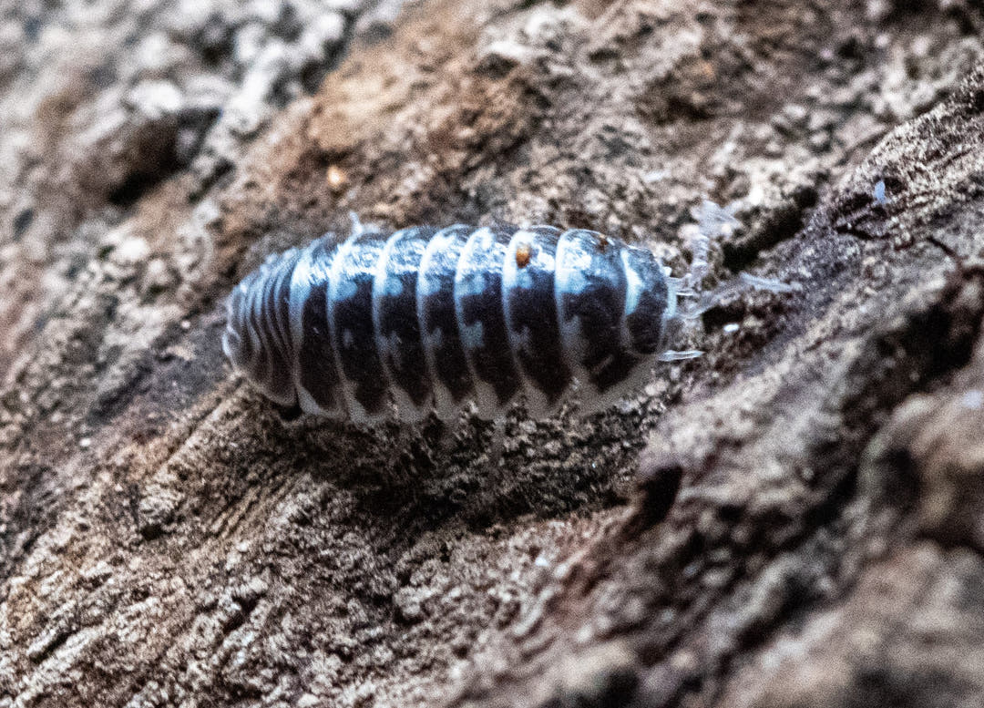 zebra isopod